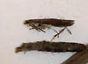Coleophora salicivorella - Hodges#1275 - photo 4
