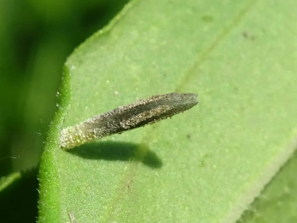 Coleophora saponariella - photo 2