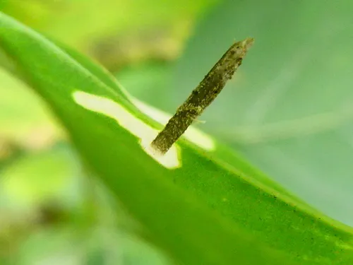 Coleophora saponariella - photo 6