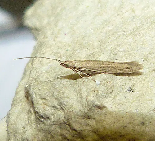 Coleophora saxicolella