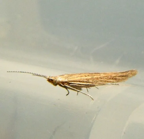 Coleophora saxicolella - photo 2