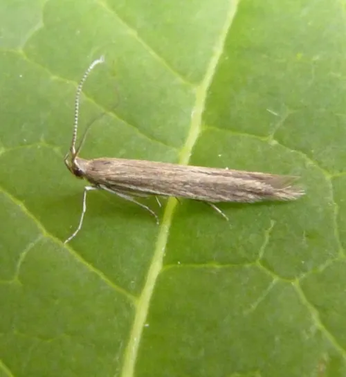 Coleophora saxicolella - photo 3