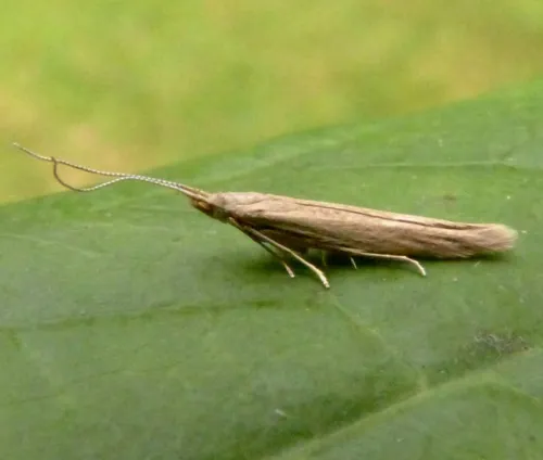 Coleophora saxicolella - photo 4