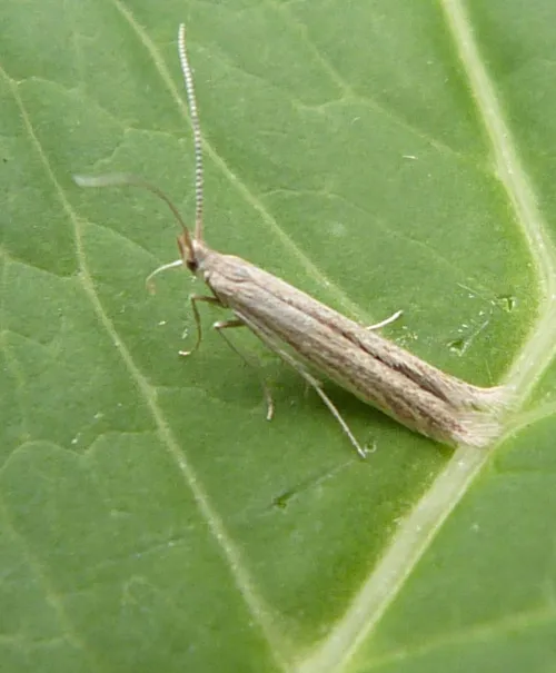 Coleophora saxicolella - photo 5