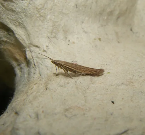 Coleophora saxicolella - photo 6