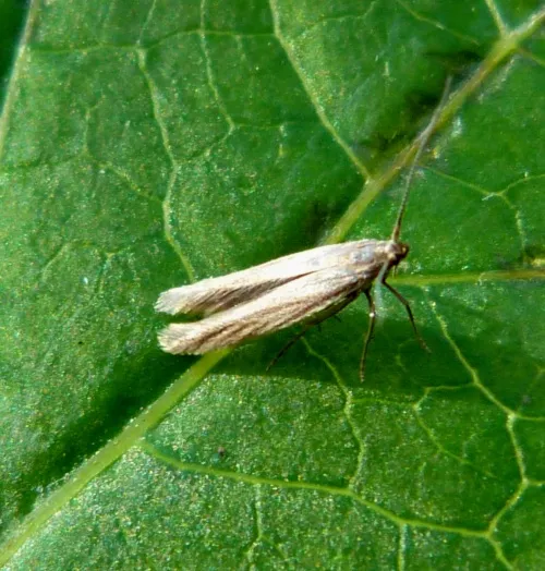 Coleophora saxicolella - photo 8