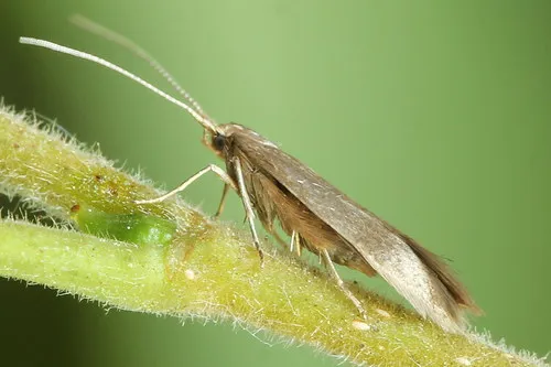 Coleophora serratella