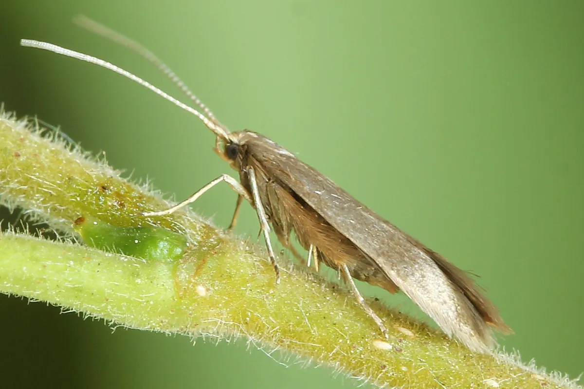 Coleophora serratella - photo 3