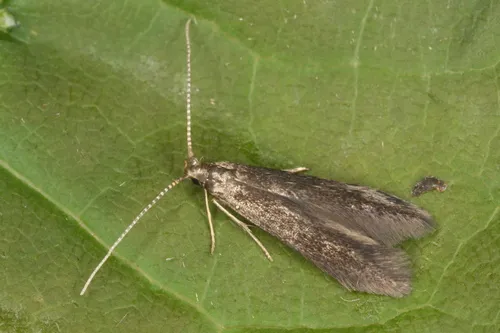 Coleophora serratella - photo 4