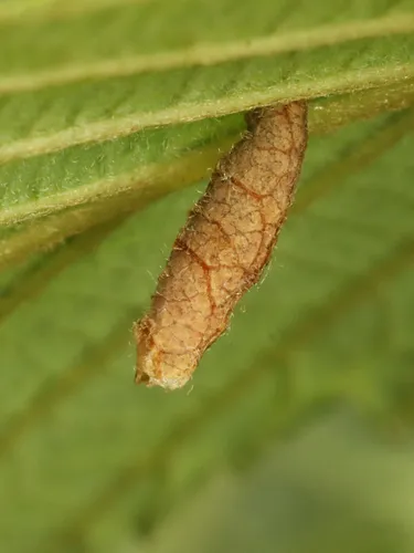 Coleophora serratella - photo 5