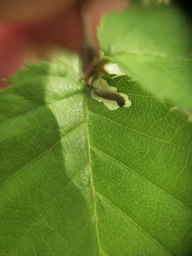 Coleophora serratella - photo 6