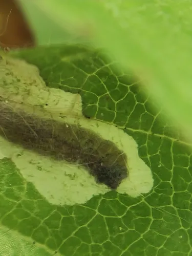 Coleophora serratella - photo 7