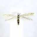 Coleophora sexdentatella - Hodges#1374