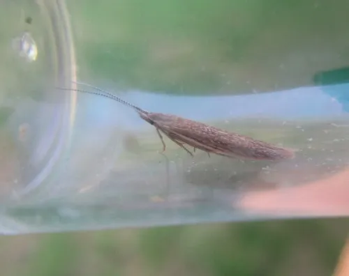 Coleophora sternipennella