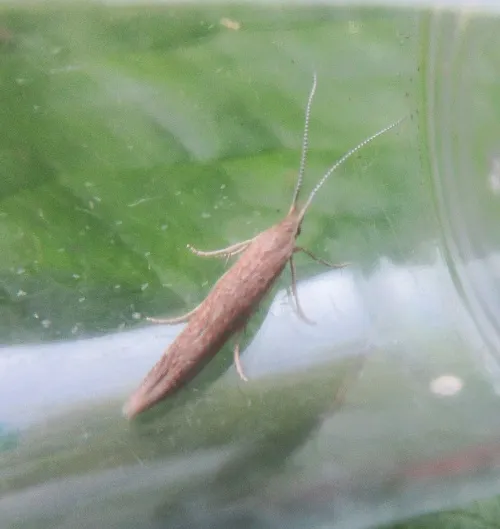 Coleophora sternipennella - photo 2