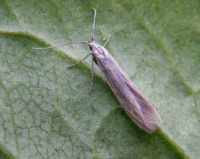 Coleophora striatipennella