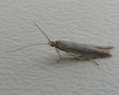 Coleophora striatipennella - photo 2