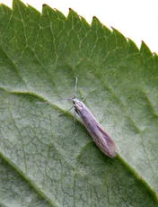 Coleophora striatipennella - photo 3
