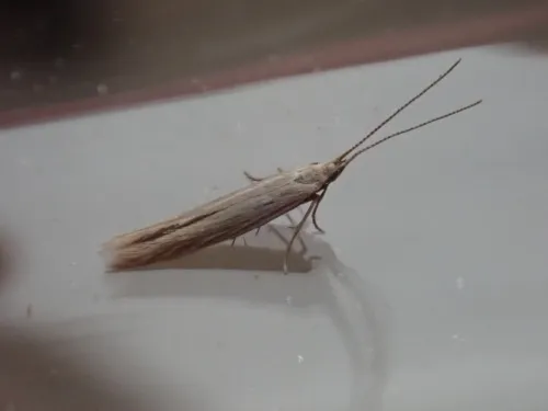 Coleophora taeniipennella