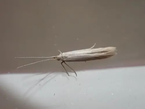 Coleophora taeniipennella - photo 2