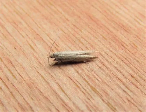 Coleophora taeniipennella - photo 3