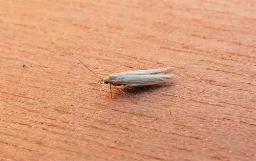 Coleophora taeniipennella - photo 4