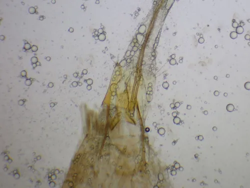 Coleophora taeniipennella - photo 5