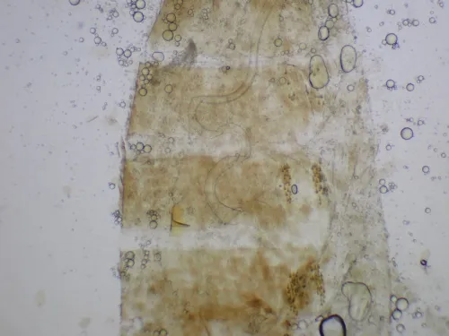 Coleophora taeniipennella - photo 6