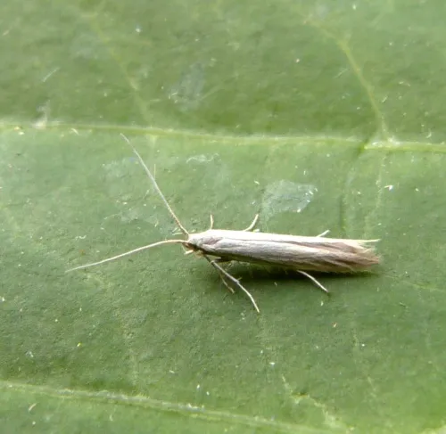 Coleophora tamesis - Coleophora tamesis