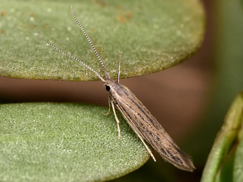 Coleophora texanella - Hodges#1336 - photo 2