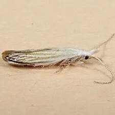 Coleophora tiliaefoliella - Hodges#1256 - photo 3