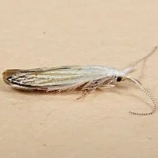 Coleophora tiliaefoliella - Hodges#1256 - photo 4