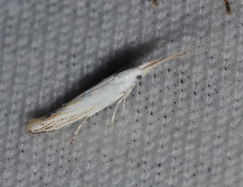Coleophora tiliaefoliella - Hodges#1256 - photo 5