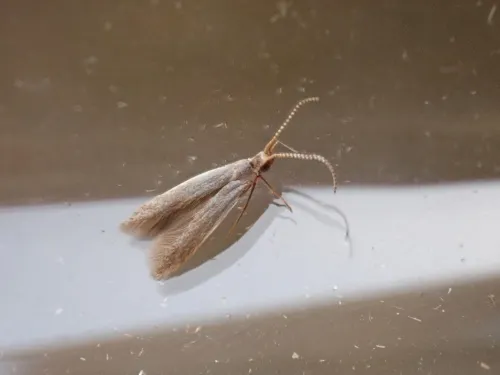 Coleophora trigeminella