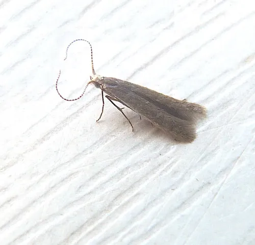Coleophora trigeminella - photo 2