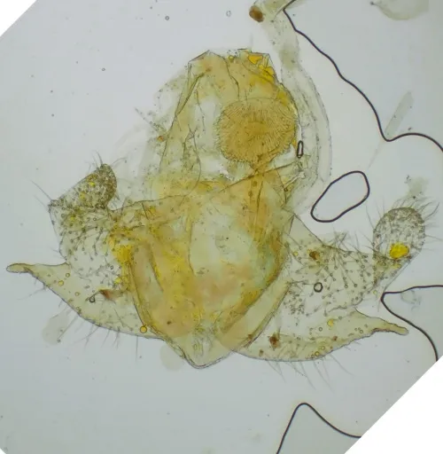 Coleophora trigeminella - photo 3