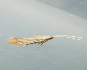 Coleophora versurella - photo 2