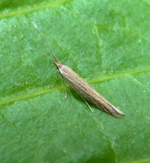 Coleophora versurella - photo 3