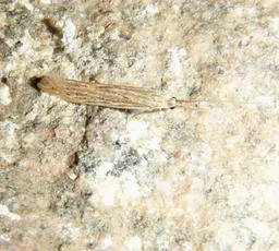 Coleophora versurella - photo 4
