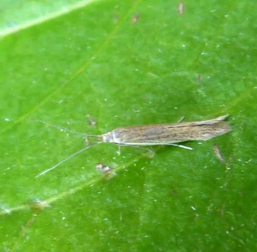 Coleophora versurella - photo 5
