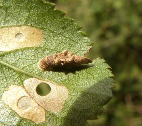Coleophora violacea - photo 2