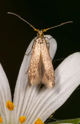 Casebearer Moths - Coleophoridae