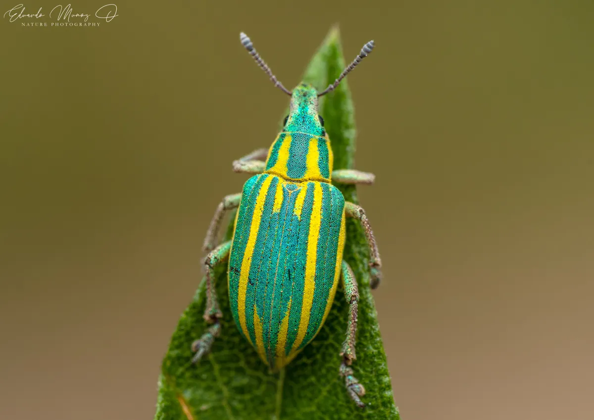 Beetles - photo 3