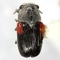 Coleorozena fulvilabris