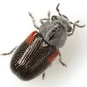 Coleorozena fulvilabris - photo 2
