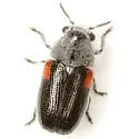 Coleorozena fulvilabris - photo 3