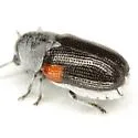 Coleorozena fulvilabris - photo 4