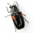 Coleorozena fulvilabris - photo 5