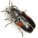 Coleorozena pilatei