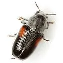 Coleorozena pilatei - photo 2